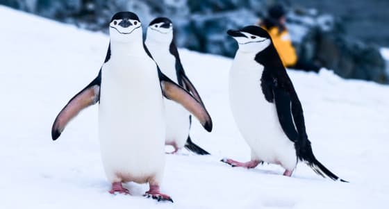 Фотография пингвинов.
